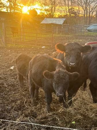 tulsa farm & garden - <b>by owner</b> "<b>cows</b>" - <b>craigslist</b>. . Craigslist cows for sale by owner
